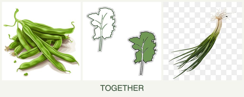 Can you plant beans, kale and chives together?