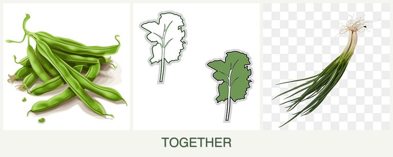 Can you plant beans, kale and chives together?