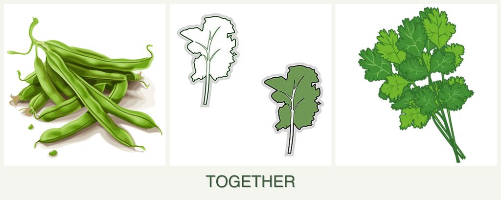 Can you plant beans, kale and cilantro together?