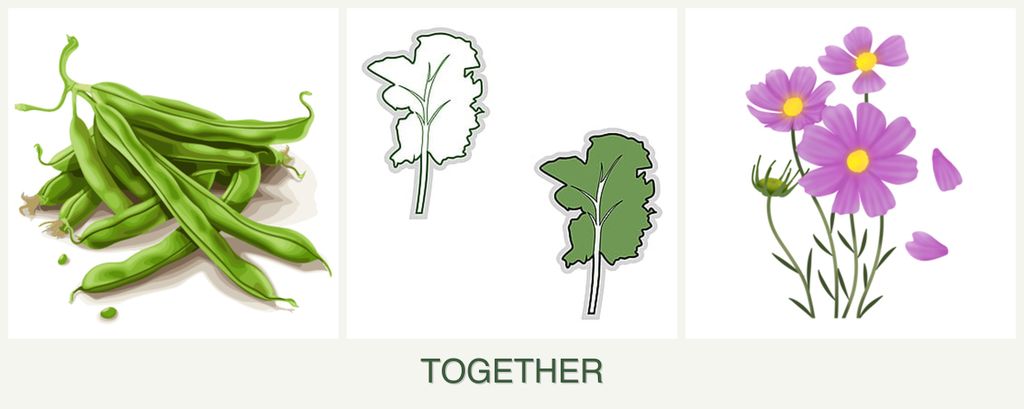 Can you plant beans, kale and cosmos together?