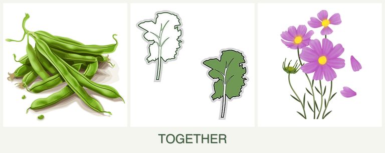 Can you plant beans, kale and cosmos together?