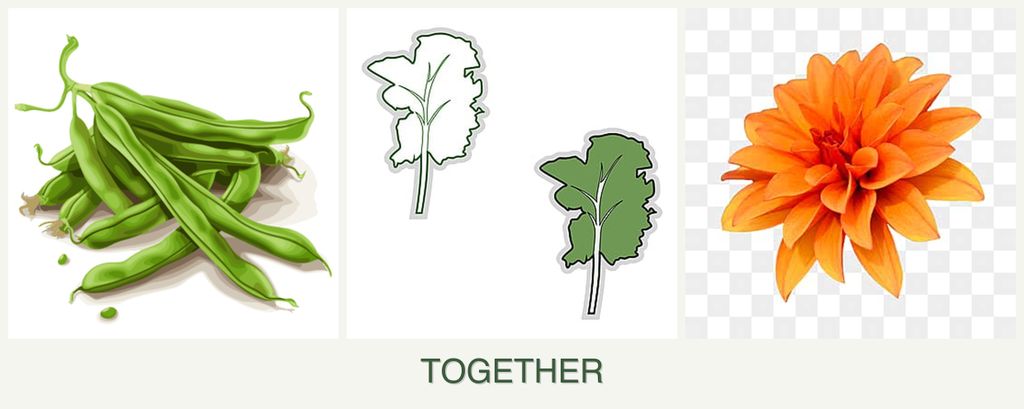 Can you plant beans, kale and dahlias together?