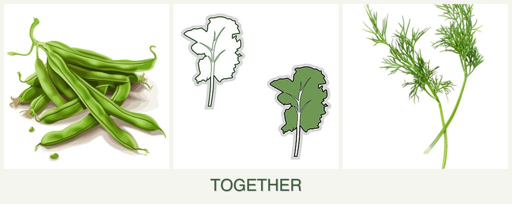Can you plant beans, kale and dill together?