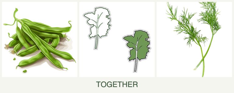 Can you plant beans, kale and dill together?