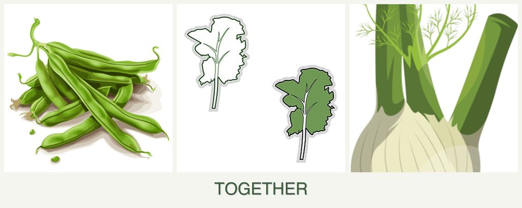Can you plant beans, kale and fennel together?