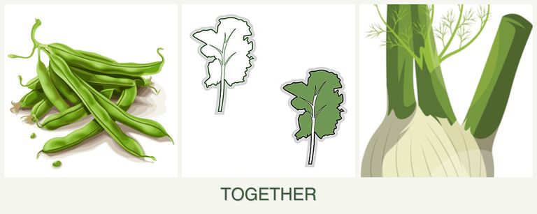 Can you plant beans, kale and fennel together?