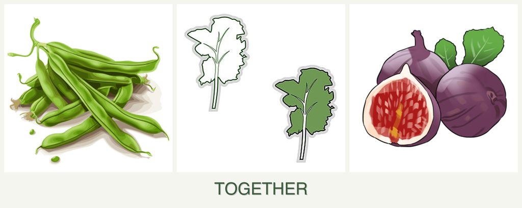 Can you plant beans, kale and figs together?