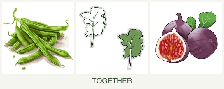 Can you plant beans, kale and figs together?