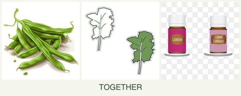 Can you plant beans, kale and geraniums together?