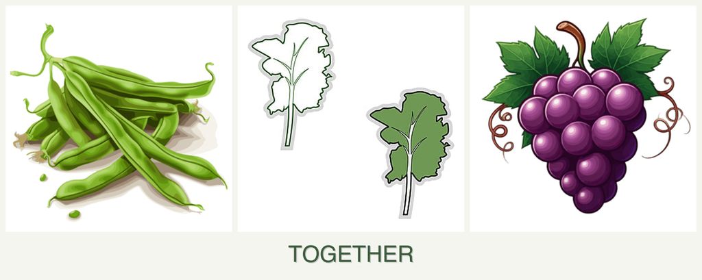 Can you plant beans, kale and grapes together?
