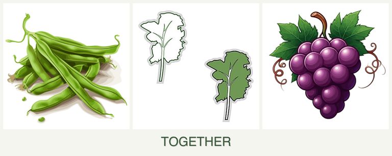 Can you plant beans, kale and grapes together?