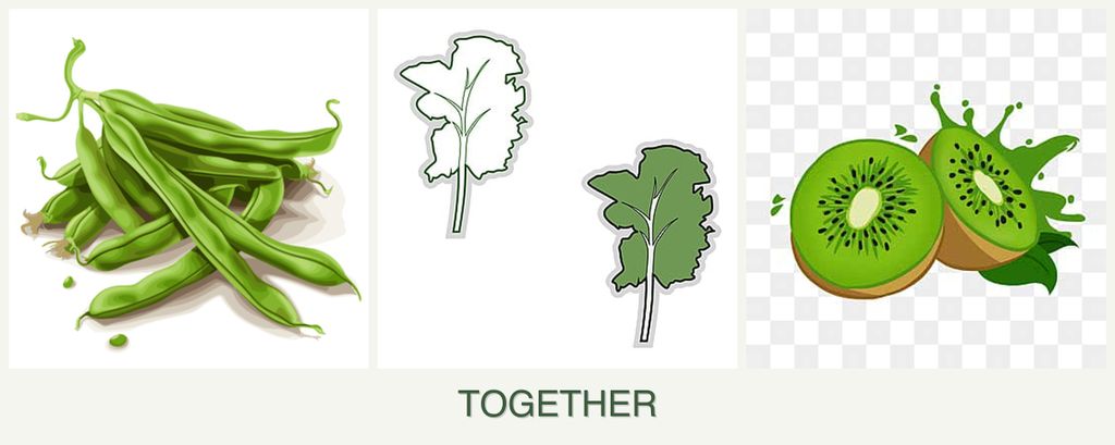 Can you plant beans, kale and kiwi together?