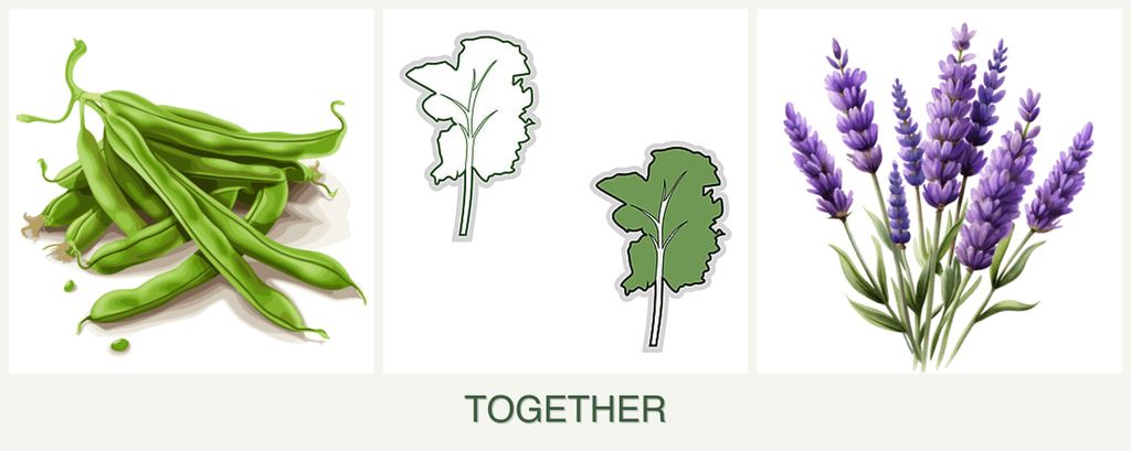 Can you plant beans, kale and lavender together?