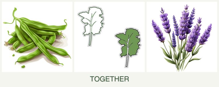 Can you plant beans, kale and lavender together?