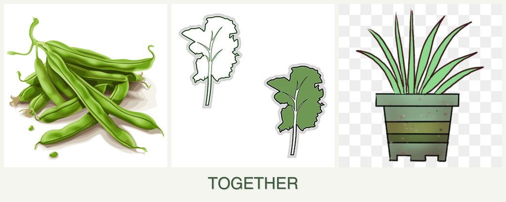 Can you plant beans, kale and lemongrass together?