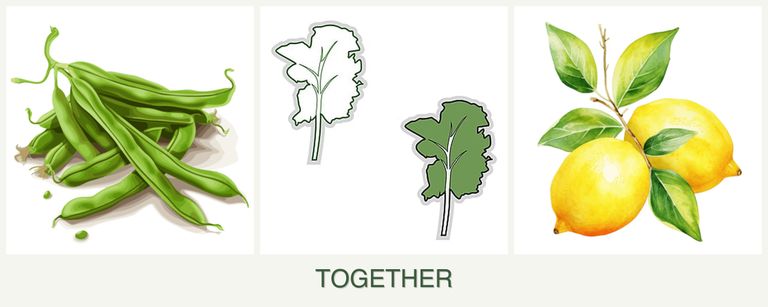 Can you plant beans, kale and lemons together?