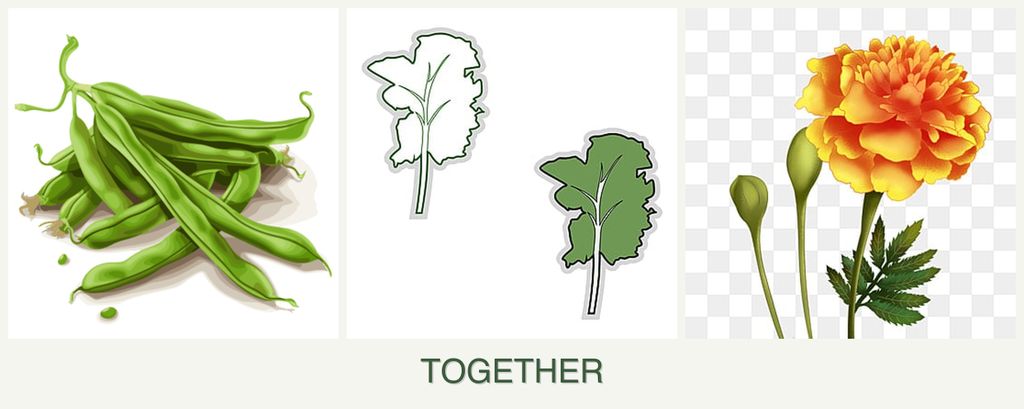Can you plant beans, kale and marigolds together?