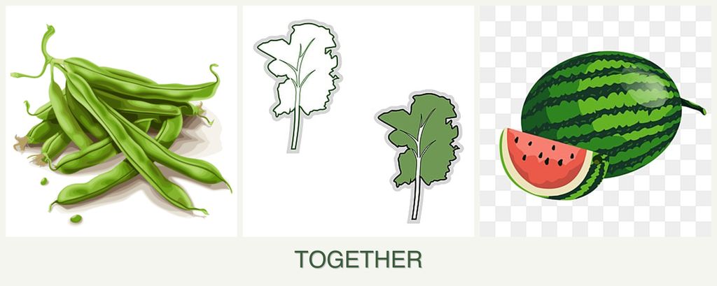 Can you plant beans, kale and melons together?