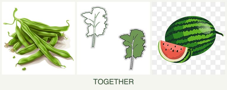 Can you plant beans, kale and melons together?