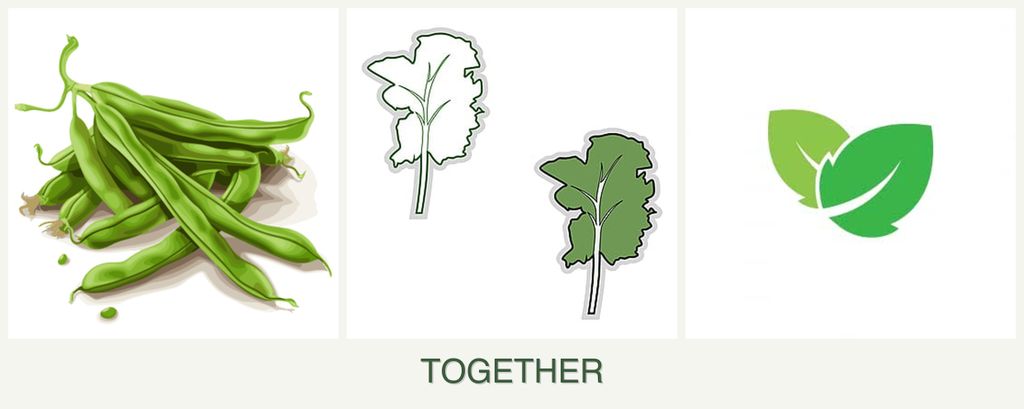 Can you plant beans, kale and mint together?
