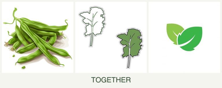 Can you plant beans, kale and mint together?