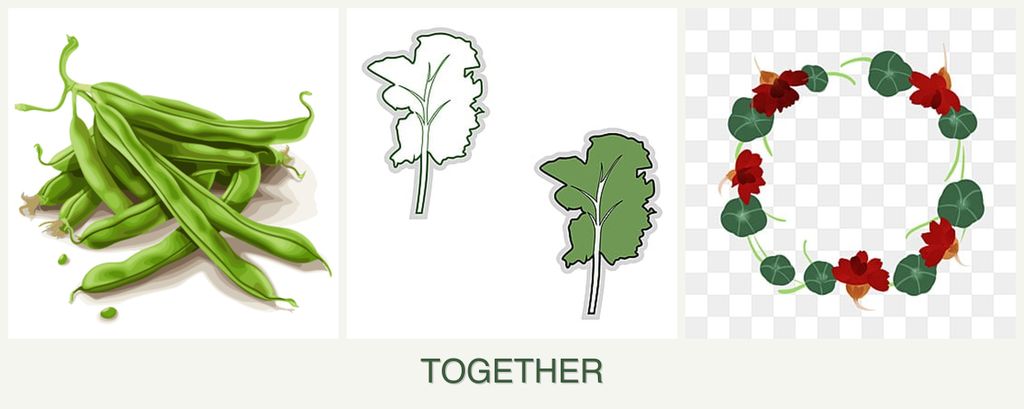 Can you plant beans, kale and nasturtiums together?