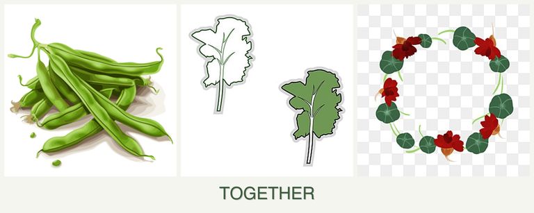 Can you plant beans, kale and nasturtiums together?