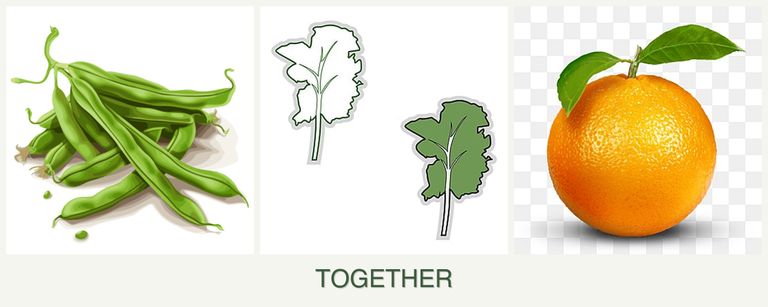 Can you plant beans, kale and oranges together?