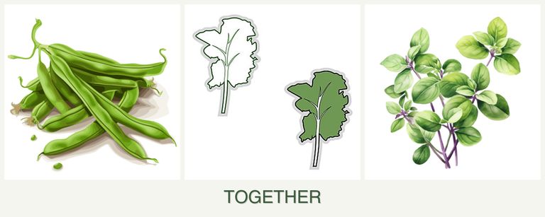 Can you plant beans, kale and oregano together?