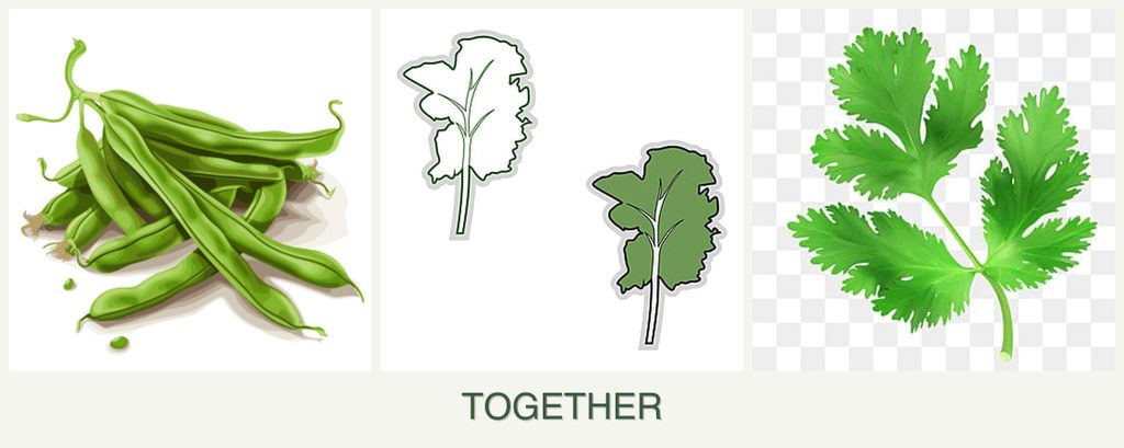 Can you plant beans, kale and parsley together?