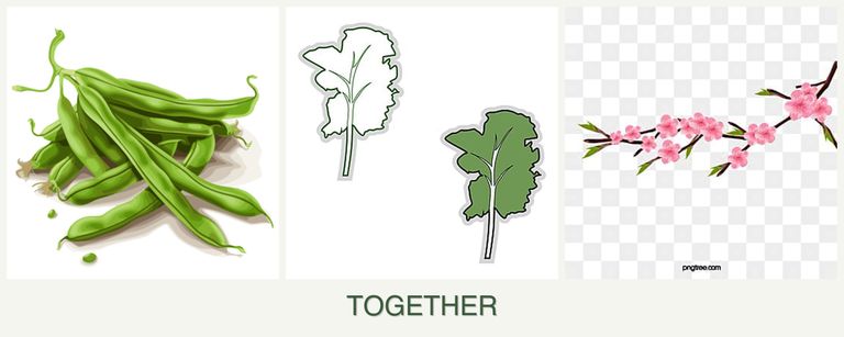 Can you plant beans, kale and peaches together?