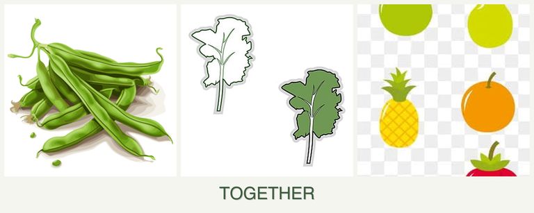 Can you plant beans, kale and pears together?