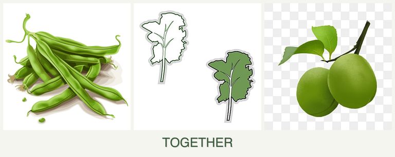 Can you plant beans, kale and plums together?