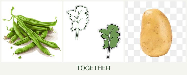 Can you plant beans, kale and potatoes together?