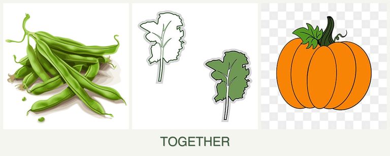 Can you plant beans, kale and pumpkin together?
