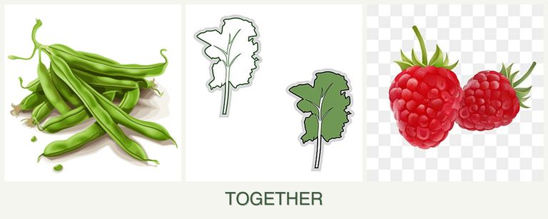Can you plant beans, kale and raspberries together?