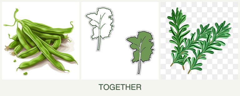 Can you plant beans, kale and rosemary together?
