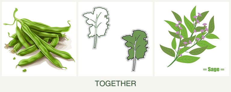 Can you plant beans, kale and sage together?
