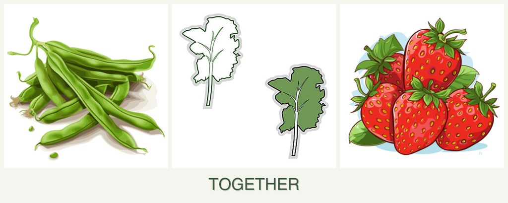 Can you plant beans, kale and strawberries together?
