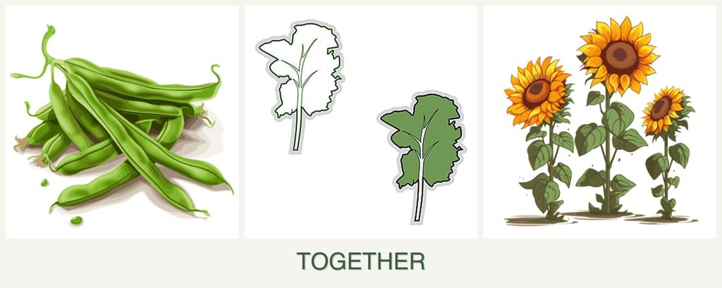 Can you plant beans, kale and sunflowers together?