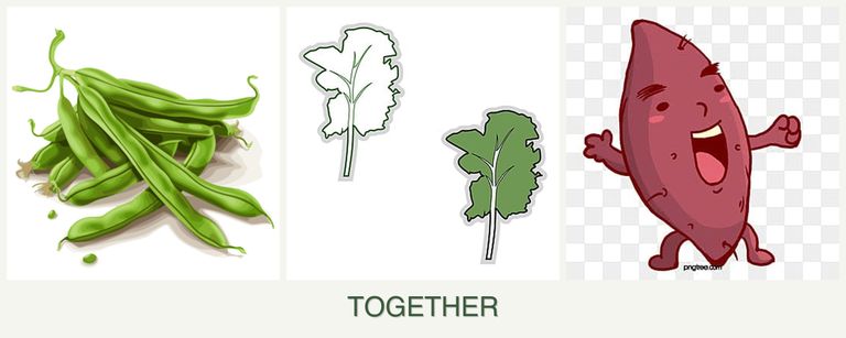 Can you plant beans, kale and sweet potatoes together?