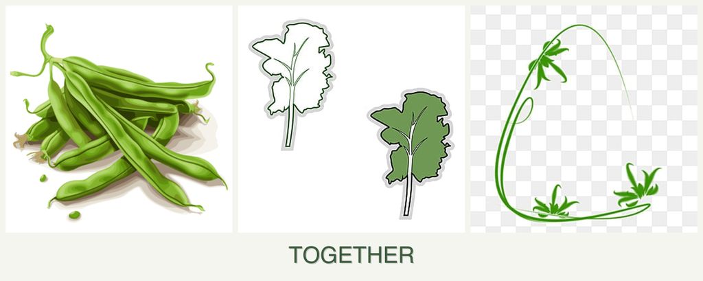 Can you plant beans, kale and tarragon together?