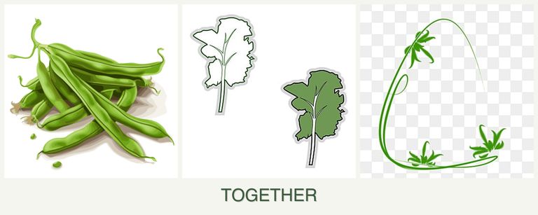 Can you plant beans, kale and tarragon together?