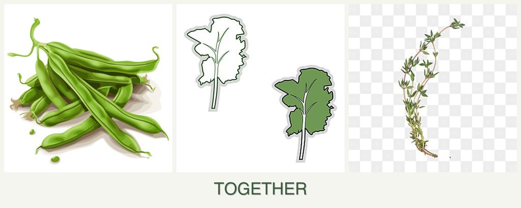 Can you plant beans, kale and thyme together?