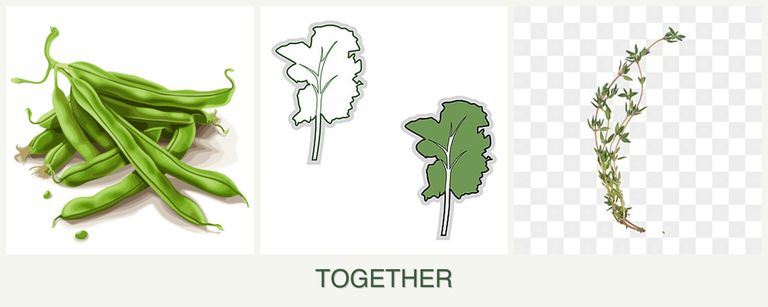 Can you plant beans, kale and thyme together?