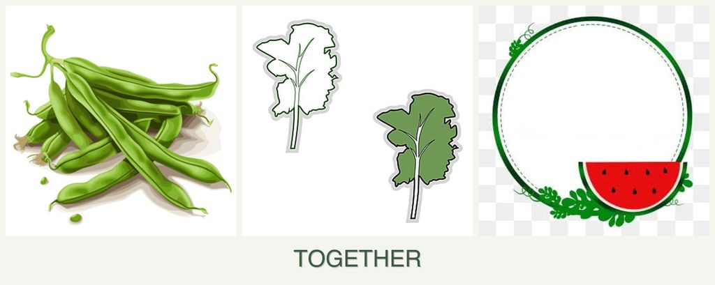 Can you plant beans, kale and watermelons together?