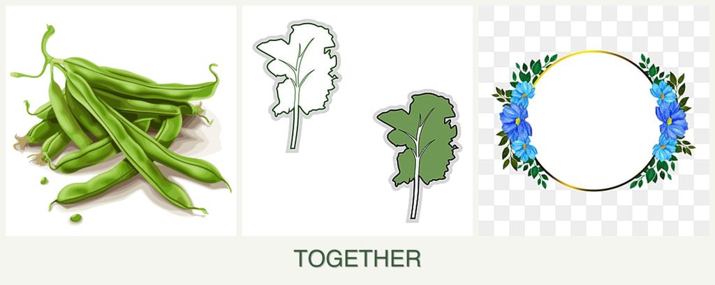 Can you plant beans, kale and zinnias together?