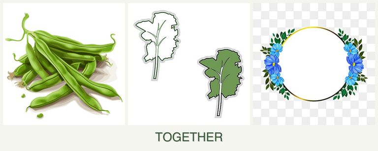 Can you plant beans, kale and zinnias together?