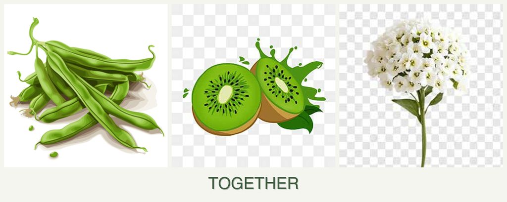 Can you plant beans, kiwi and alyssum together?
