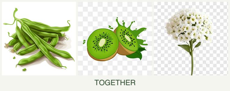Can you plant beans, kiwi and alyssum together?